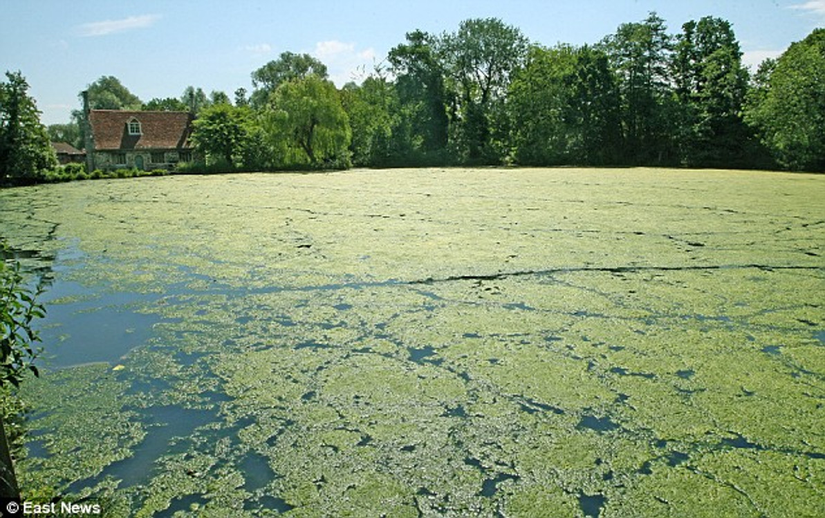 Algae Control is Possible with Pond and Lake Maintenance