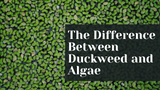 The Difference Between Duckweed and Algae