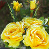 3 Large Stems Artificial Roses Flower in Clear Glass Vase With Faux Water( Yellow)