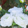 3 Large Stems Artificial Roses Flower in Clear Glass Vase With Faux Water( White