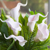 Real Touch Lily Flower Arrangement with Green Leaf  in Pot Real Touch Lily Flower Arrangement with Green Leaf  in Pot