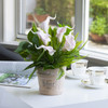 Real Touch Lily Flower Arrangement with Green Leaf  in Pot Real Touch Lily Flower Arrangement with Green Leaf  in Pot
