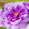 Silk Peony Arrangement in Cube Glass Vase With Faux Water(Purple)