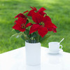 Artificial Poinsettia Flower Arrangement in White Ceramic Vase