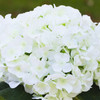 Artificial Hydrangea Flower Arrangement in Ceramic Pot(Cream)