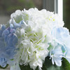 Artificial Silk Hydrangea Flower in Clear Glass Vase With Faux Water(Cream Blue)
