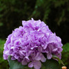 Silk Hydrangea Flower Arrangement in Clear White Vase with Faux Water(Purple)