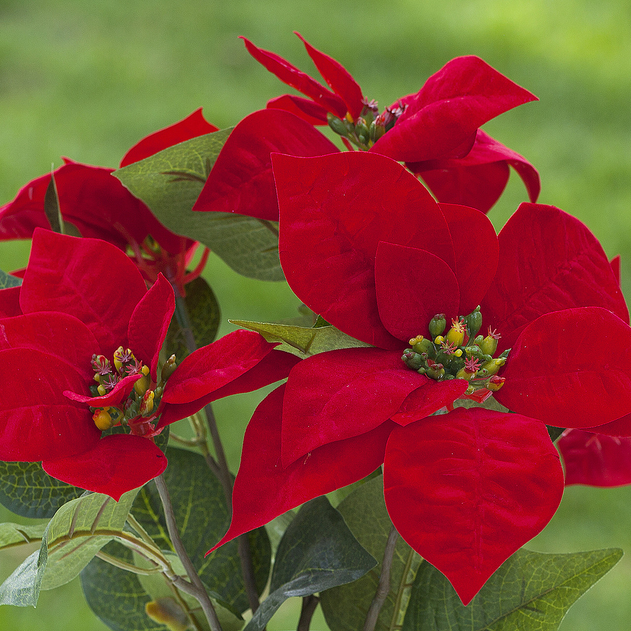 Artificial Poinsettia Flower Arrangement in White Ceramic Vase