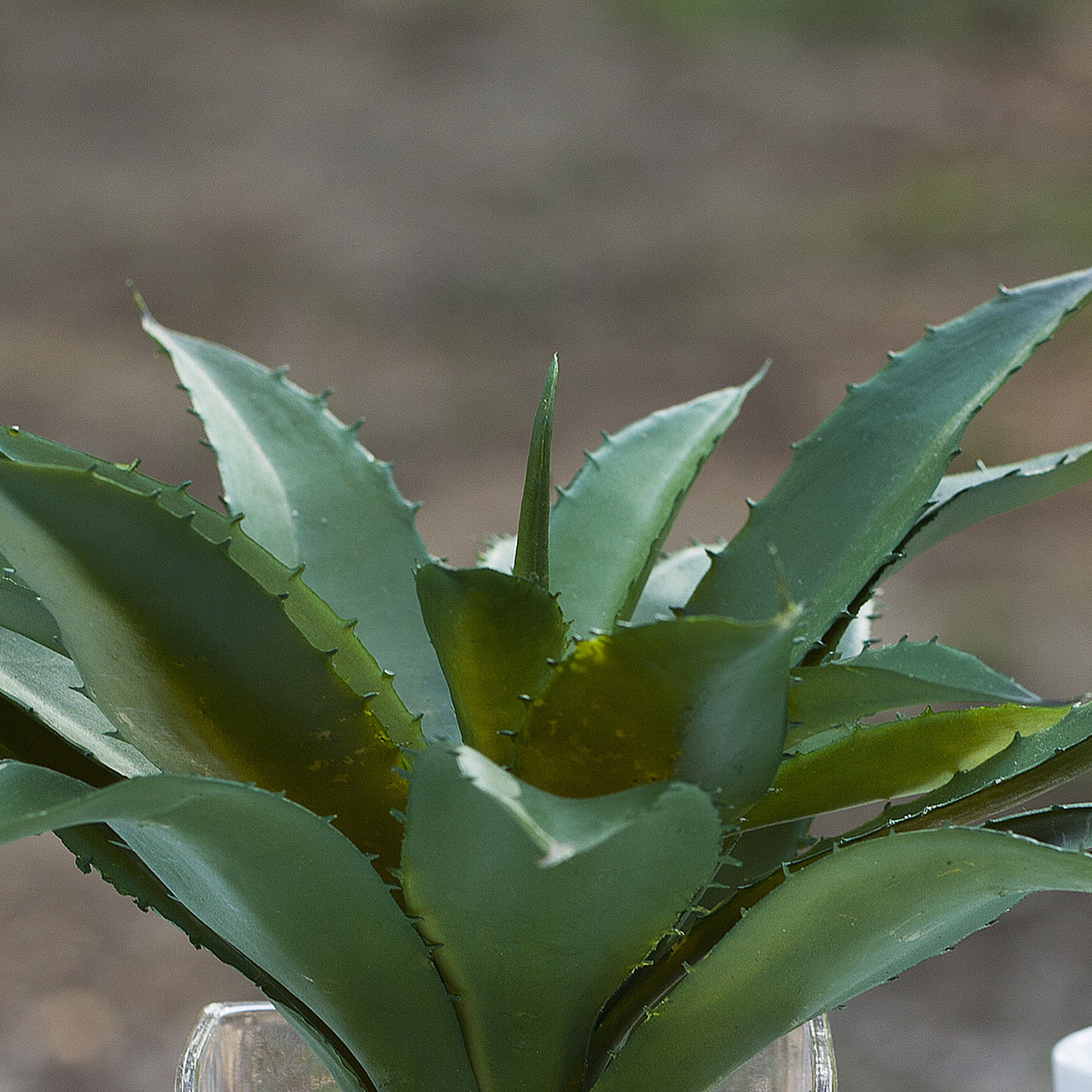 Artificial Succulent Plant In Cube Glass Vase