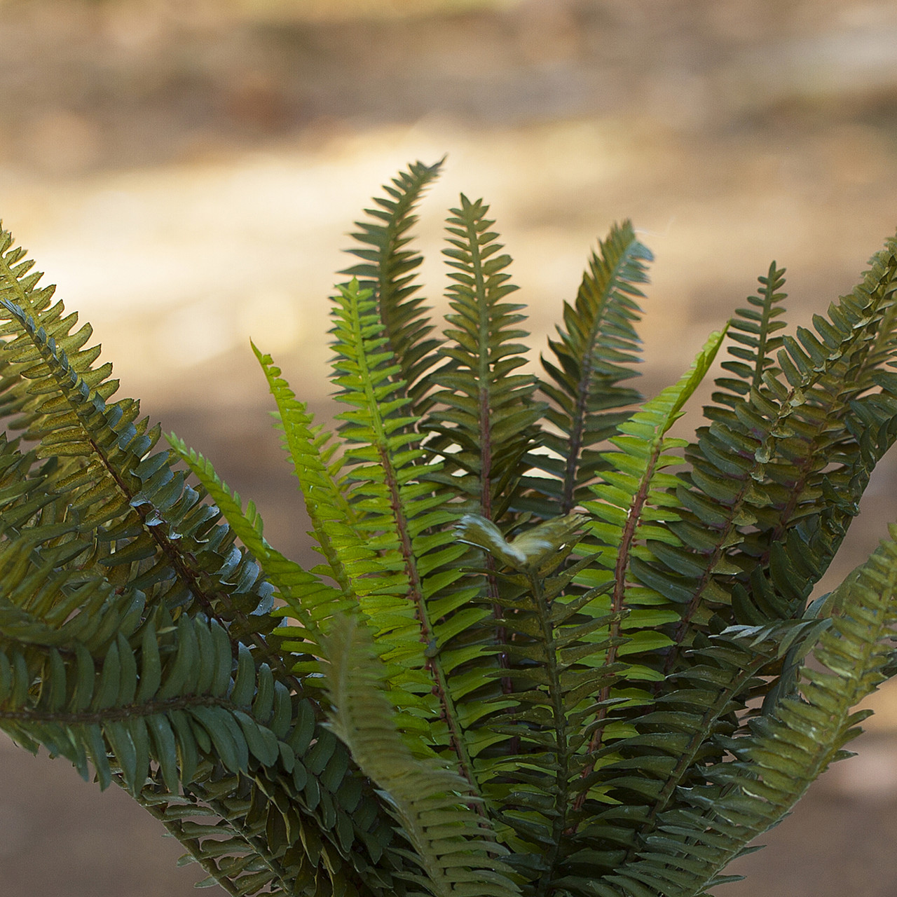 12 Inch Artificial Fern Plant In Cube Glass Vase with River Rock