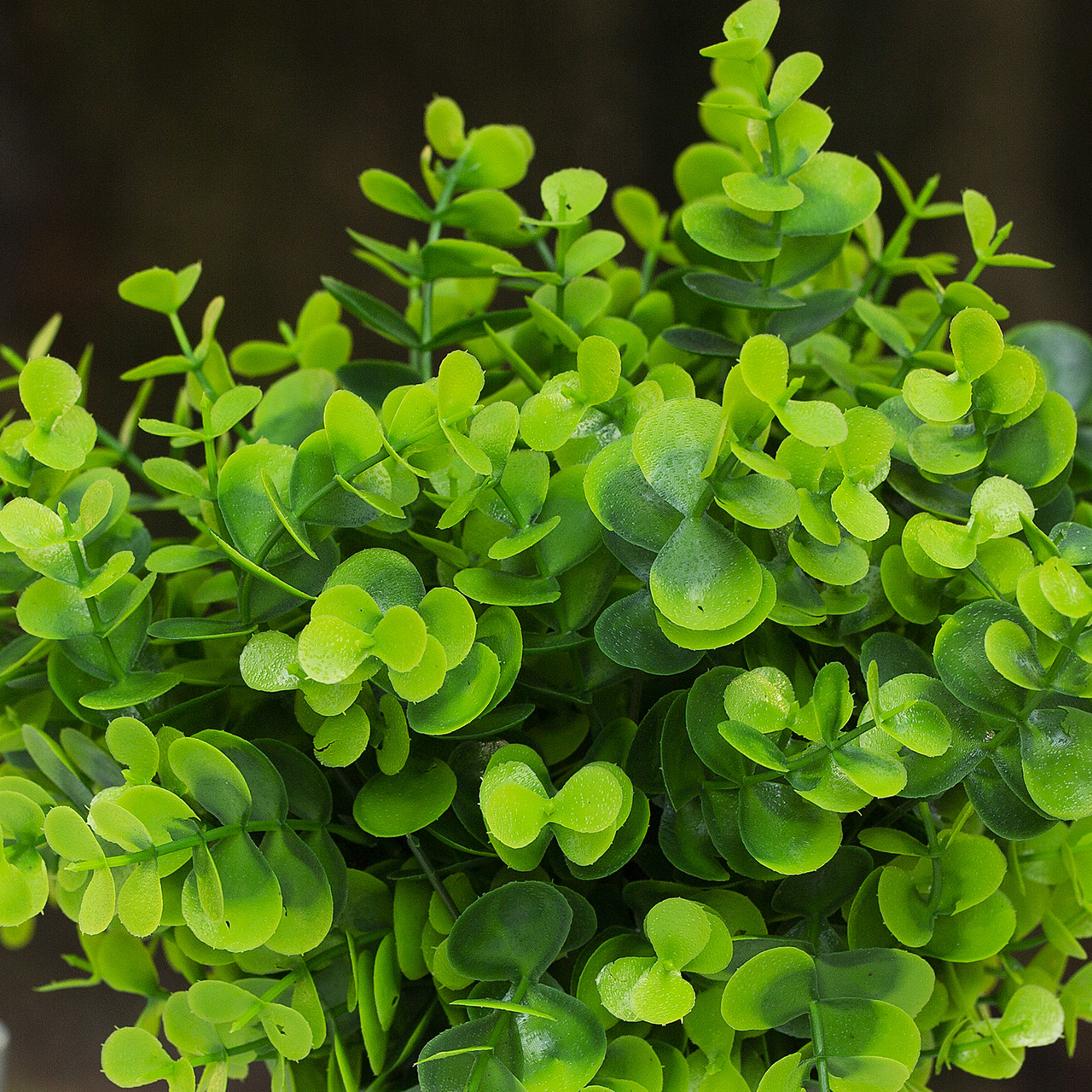10 inch Eucalyptus Grass in Ceramic Pot