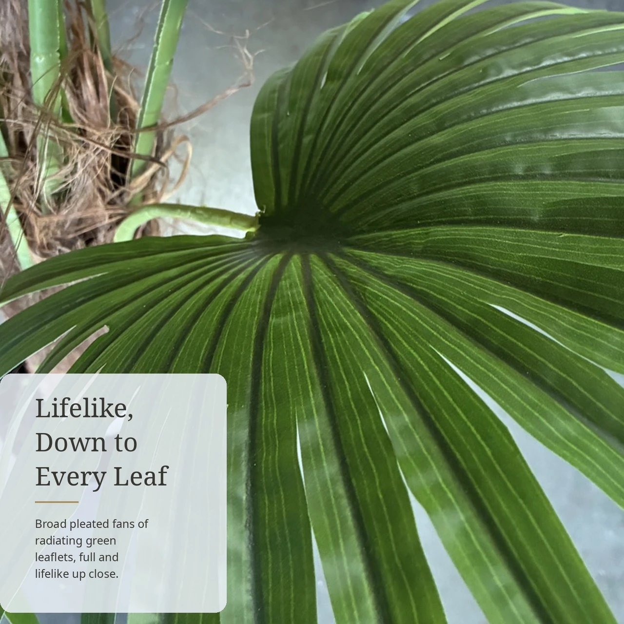 6 FT Faux Fan Palm Tree with Large Round Fan Leaves & Green Segmented Stems in Black Planter