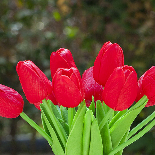 Artificial Real Touch Tulip Arrangement in Clear Glass Vase(Red)