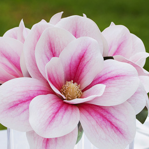 Artificial Real Touch Magnolia Flower Arrangement in Cube Glass Vase With Faux Water