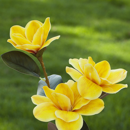 Artificial Real Touch Magnolia Flower Arrangement in Glass Vase With Faux Water and River Rock(Yellow)