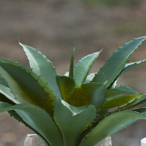 Artificial Succulent Plant In Cube Glass Vase