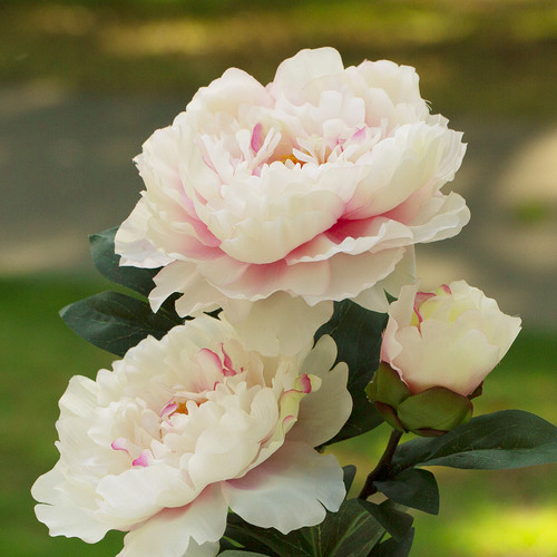 Artificial Silk Peony Flower in Clear Glass Vase