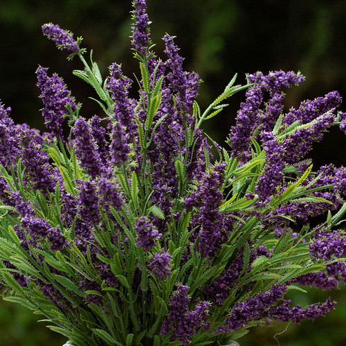 14" Lavender Bush Set of 4