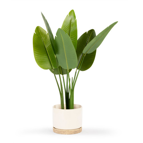 Artificial Bird of Paradise Tree in Nursery Pot (New)