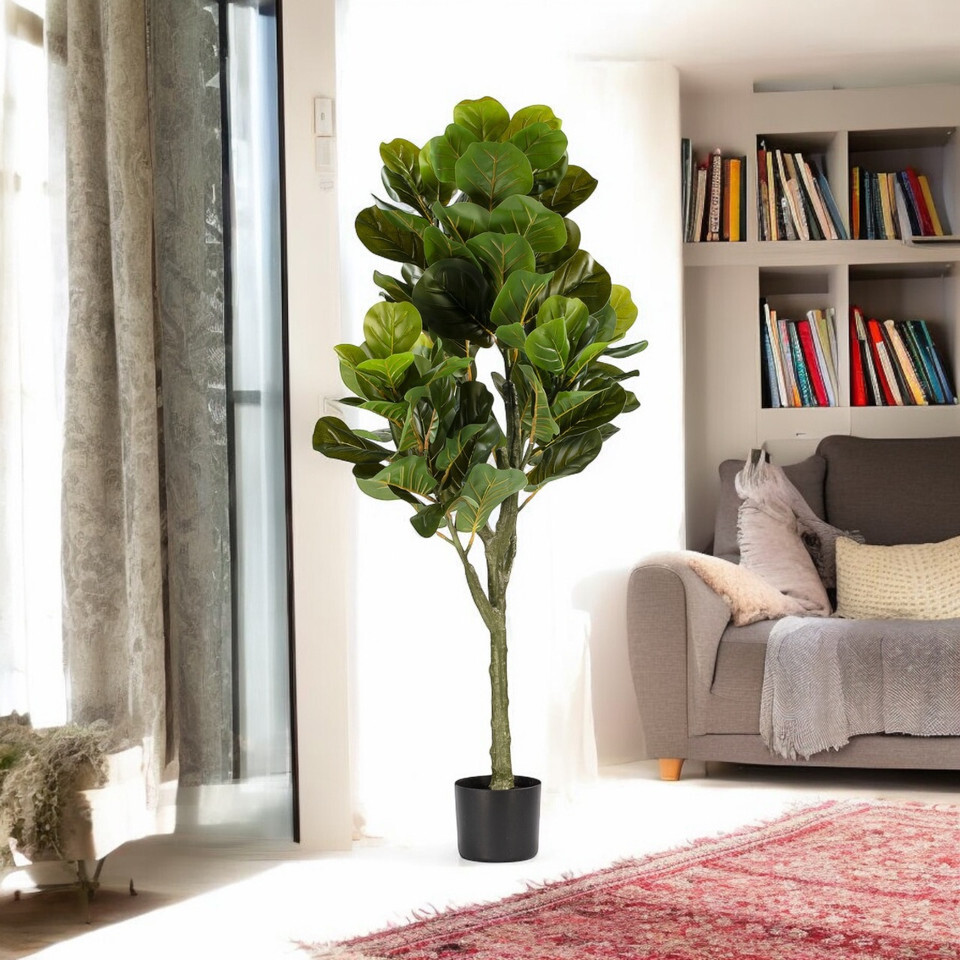 Fiddle Leaf Fig
