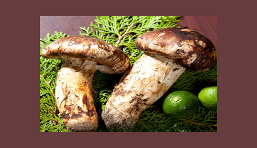 Matsutake Oil: Unlocking Nature's Secret to Ageless, Radiant Skin