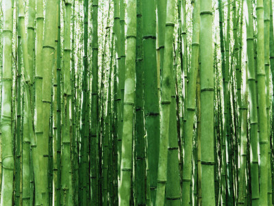 ​Bamboo Fabric: Good for the Planet, Good for Fashion