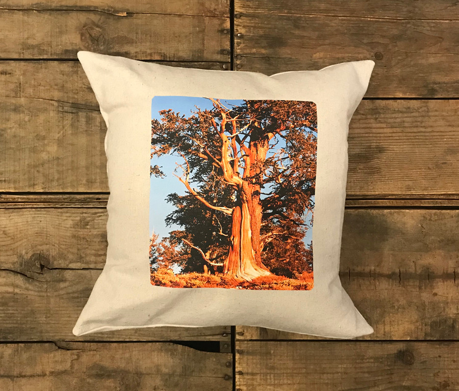 Ancient Bristlecone Pine At Sunrise 806 Handcrafted Pillow