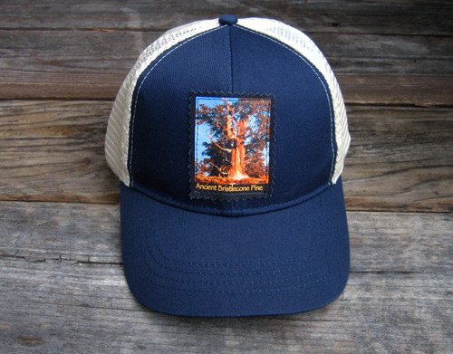 Ancient Bristlecone Pine #806 at Sunrise Keep on Truckin' Organic Cotton Trucker Hat