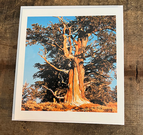 Ancient Bristlecone Pine Tree #806 Greeting Card