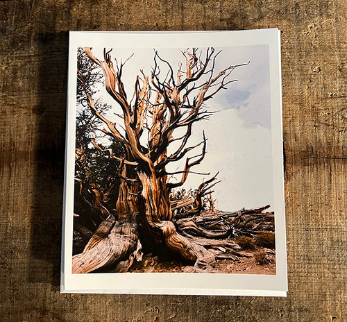 Ancient Bristlecone Pine #800  Greeting Card