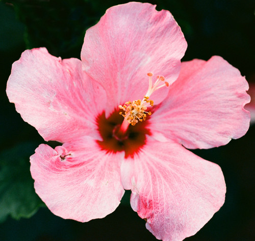 Hibiscus Flower Greeting Card