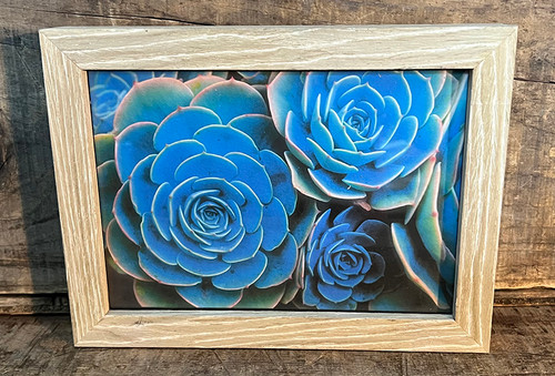 Hens & Chicks succulents Photographic Print