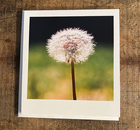 Make a wish (Dandelion) Greeting Card