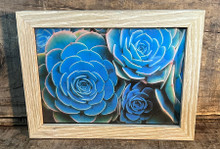 Hens & Chicks succulents Photographic Print