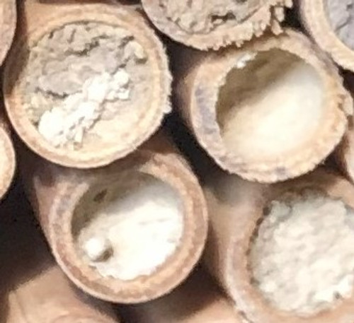 Mason Bee cocoons nested in natural reeds or tubes