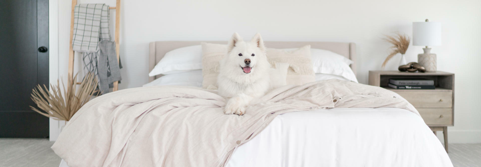 a dog sitting on a bed with Cariloha bedding