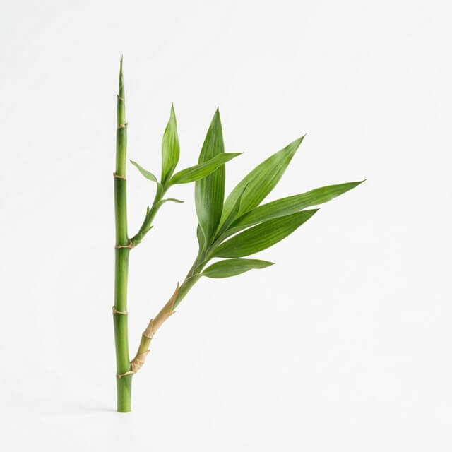 Bamboo Plant