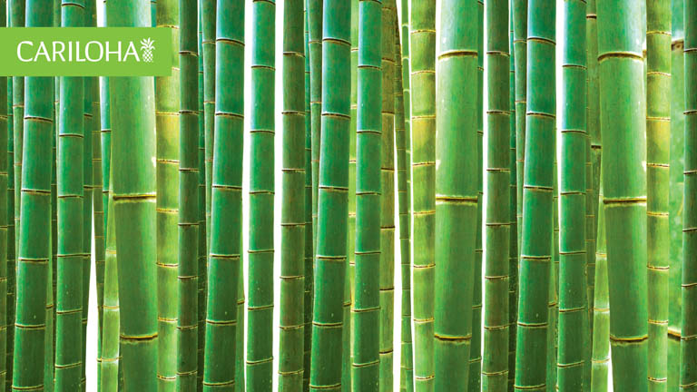 bamboo stocks