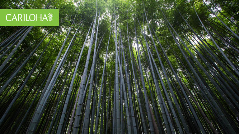 bamboo forest