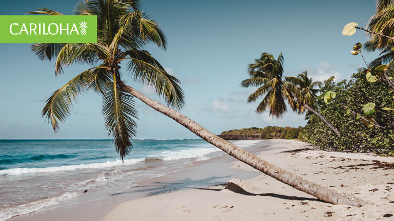 palm tree on beach