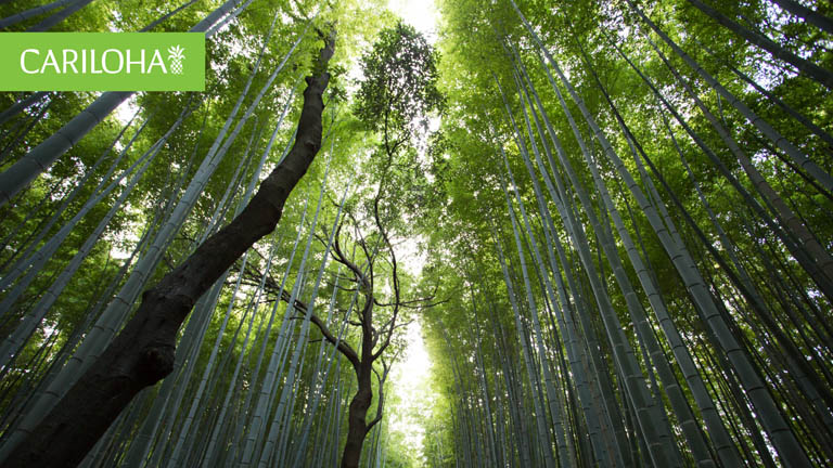 bamboo and trees in forest