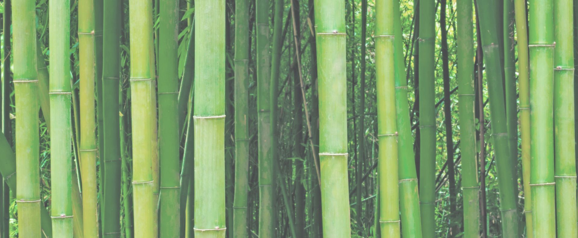 Bamboo Farm