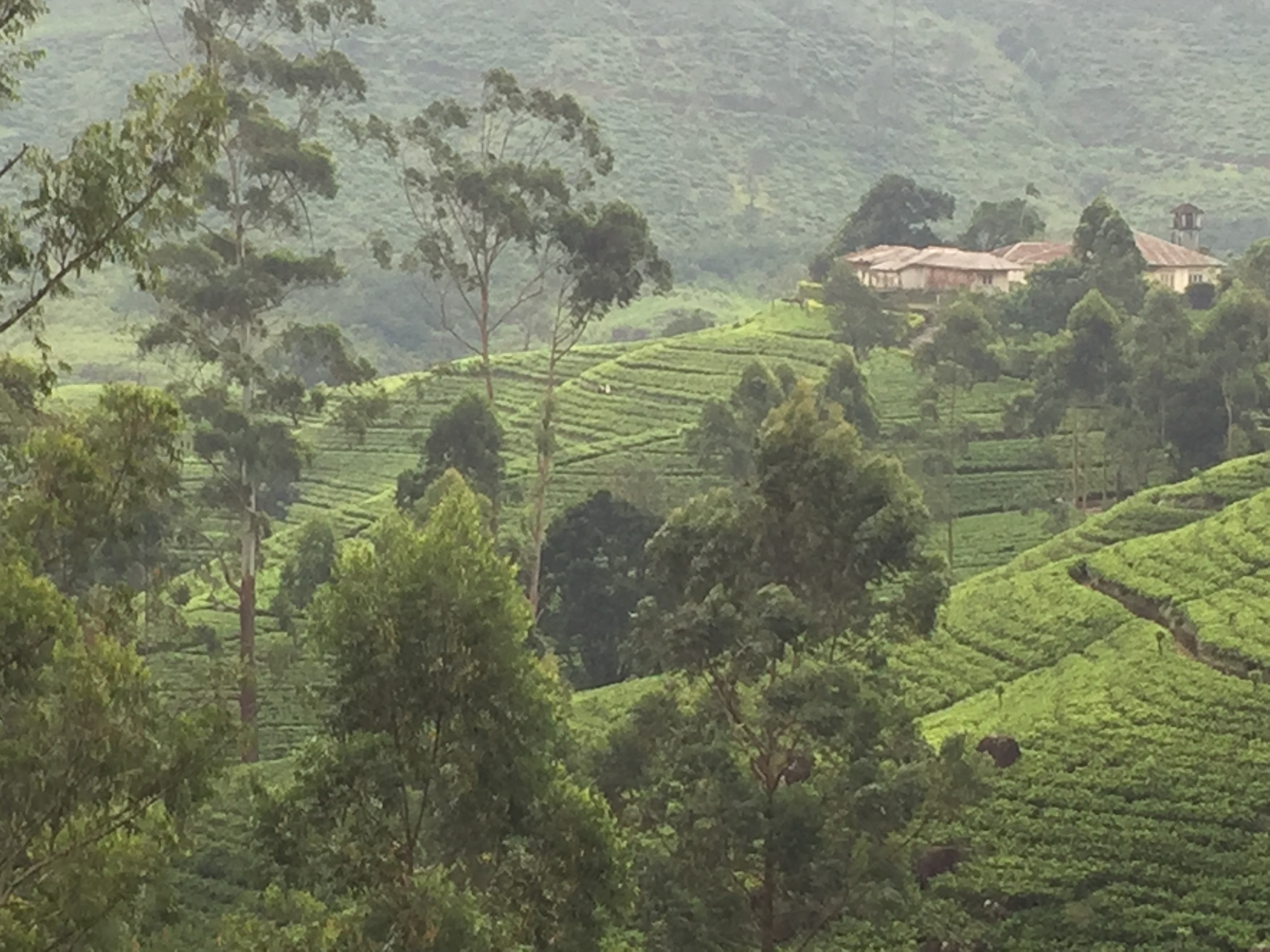 tea-plantation-sl.jpg