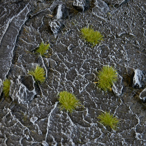 Tiny Tufts Dry Green Tiny Tufts Dry Green