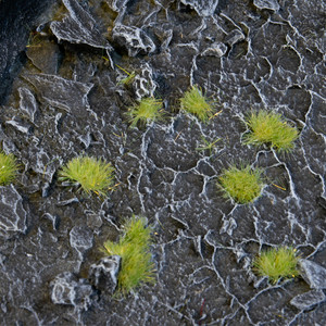 Tiny Tufts Light Green Tiny Tufts Light Green