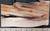 Soft Maple Kiln Dried Live Edge
