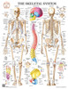 Anatomy of the Skeleton System Laminated Wall Chart with Digital Download Code