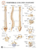 Anatomy of the Vertebrae and Vertebrae Types Laminated Wall Chart with Digital Download Code