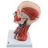 Axis Scientific Head and Neck Muscle Model