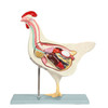 Anatomy Lab Chicken Gallus gallus domesticus Anatomy Model